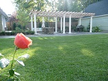 Rose from the flower garden with the pergola in the background